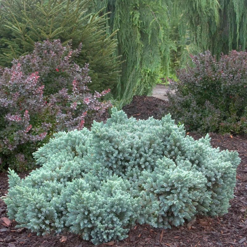 Best Ground Cover Around Fruit Trees ground cover and shrubs